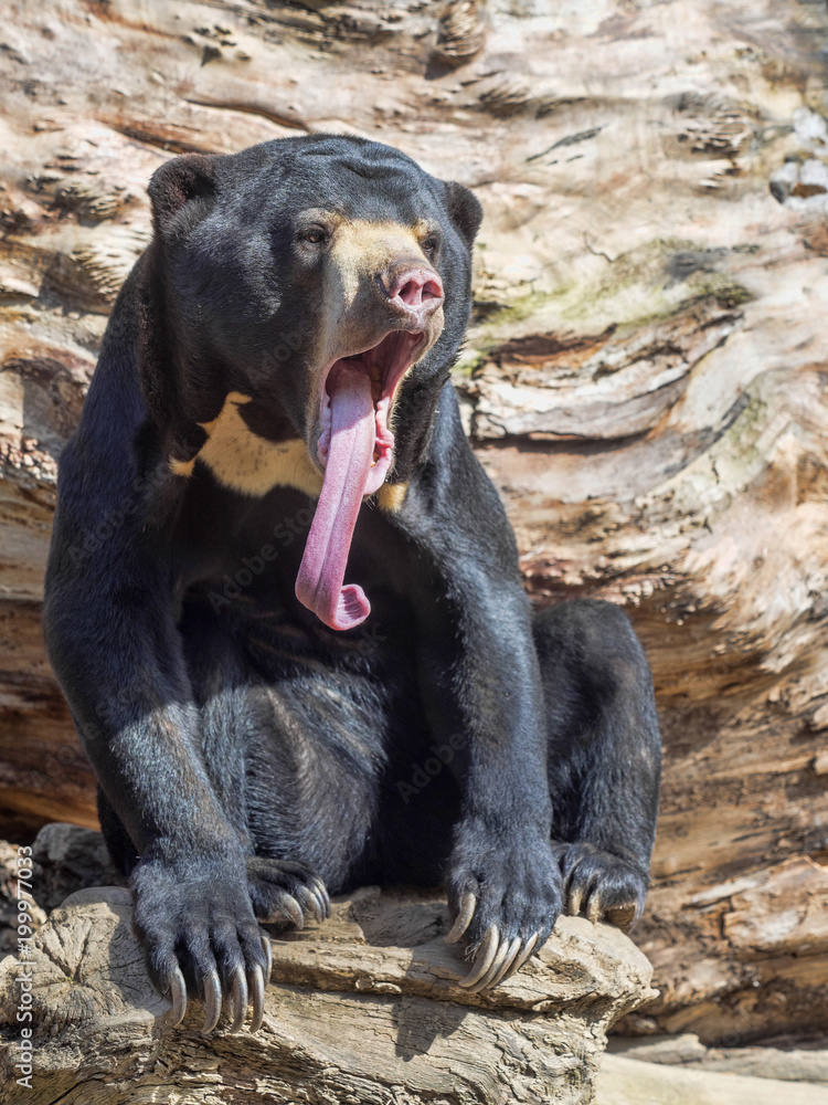 Portrait of Malayan sun bear, Helarctos malayanus