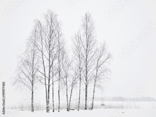 Standing winter trees in the middle of whiteout, Espoo, Finland