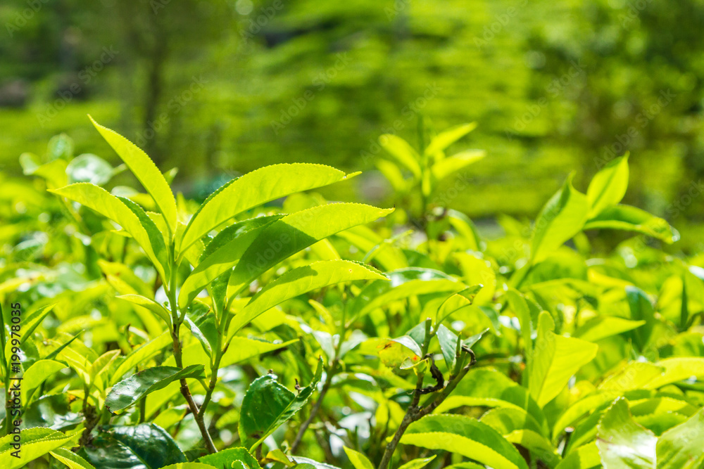 Leaf of tea on a tea plantation, Ceylon Leaf of tea on a tea plantation, Ceylon