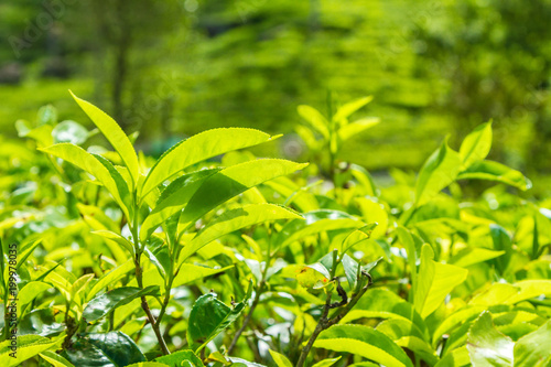 Leaf of tea on a tea plantation  Ceylon