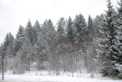 Winter landscape. Snow-covered forest edge. Snowfall.