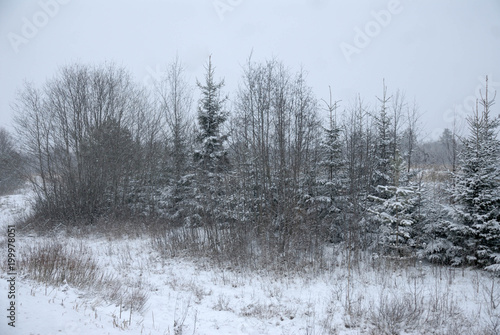 Winter landscape. Snow-covered forest edge. Snowfall.