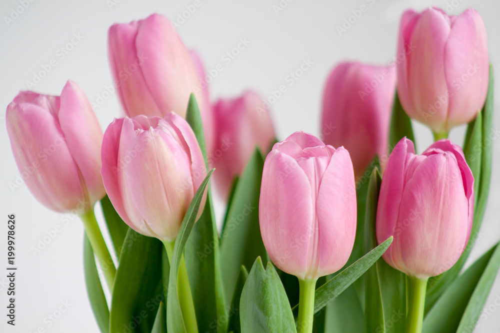 Group of pink tulips isolated on white background. Group of pink tulips isolated on white background.