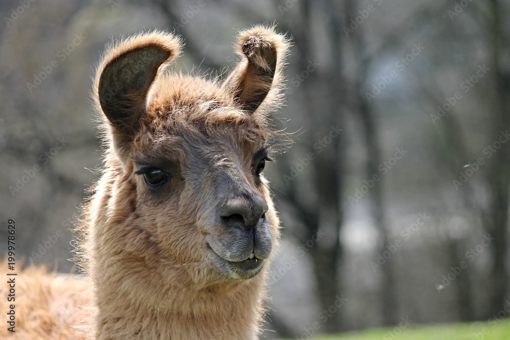 Portrait eines braunen Lamas