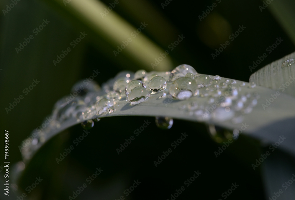beautiful drops of morning dew on the leaves of Narcissus beautiful drops of morning dew on the leaves of Narcissus