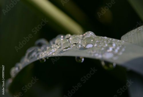 beautiful drops of morning dew on the leaves of Narcissus