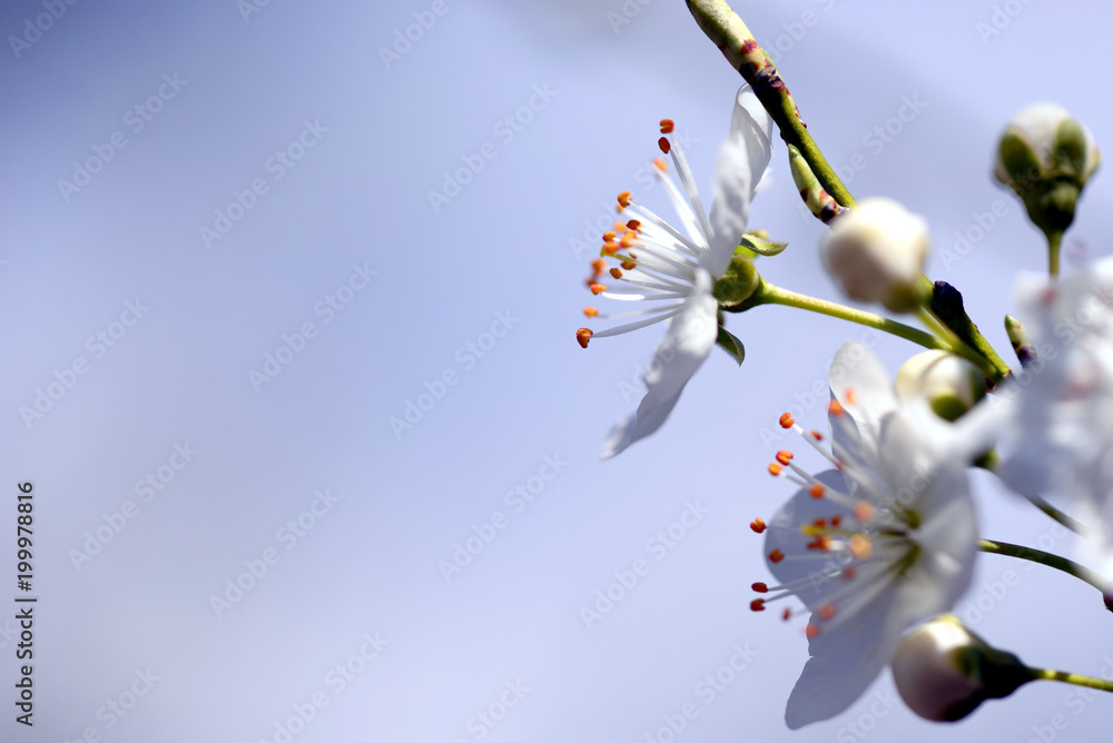 beautiful spring blossoming gardens beautiful spring blossoming gardens
