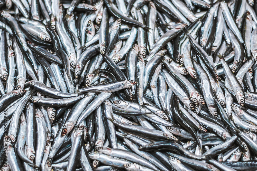 Hamsi fish texture background Hamsi fish texture background