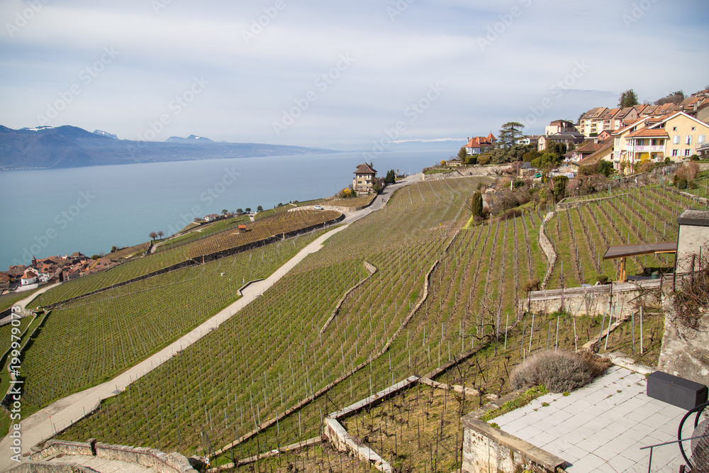Les vignoble en terrasses de Lavaux, en Suisse, au bord du Lac Léman