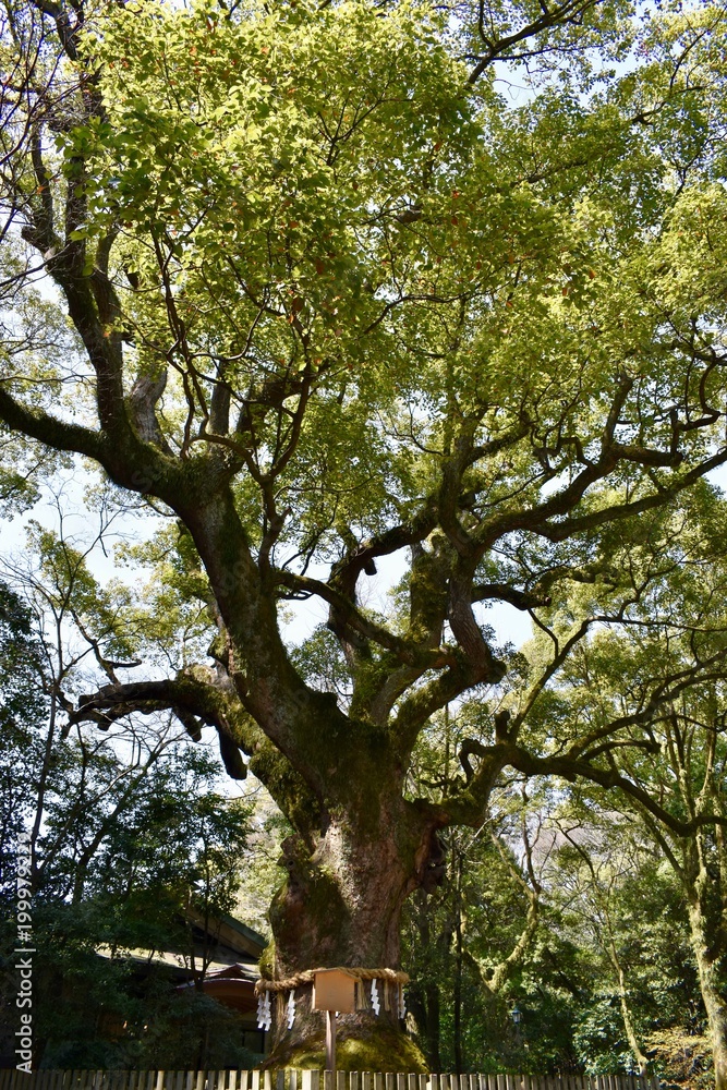 Fototapeta premium old tree