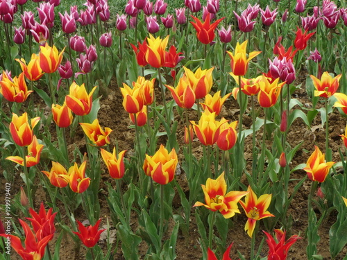 colrful tulips