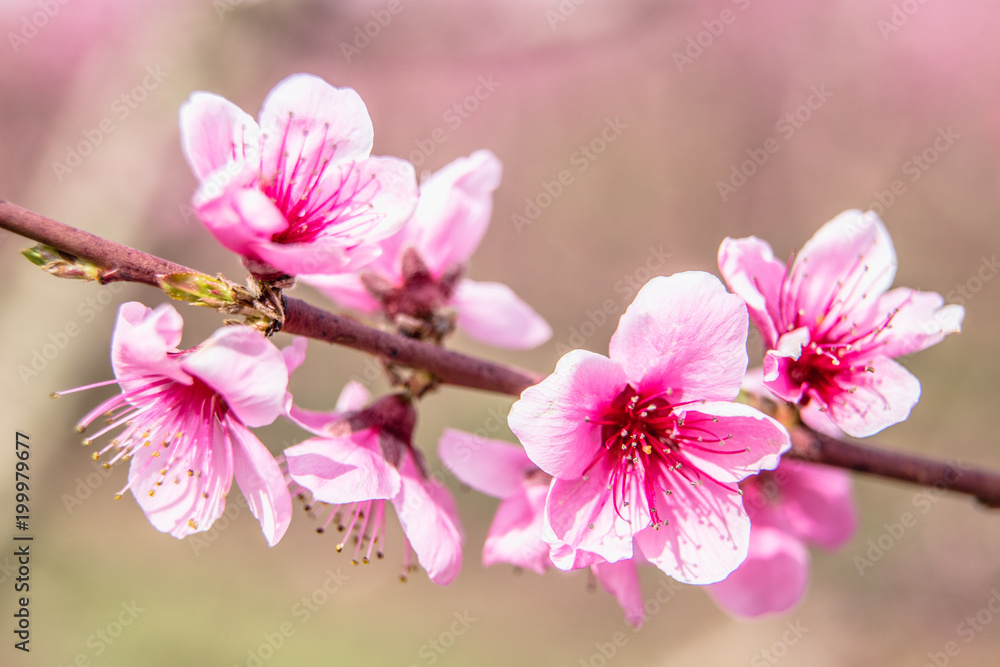Blossoming peach trees in Aitona, Catalonia, Spain Blossoming peach trees in Aitona, Catalonia, Spain