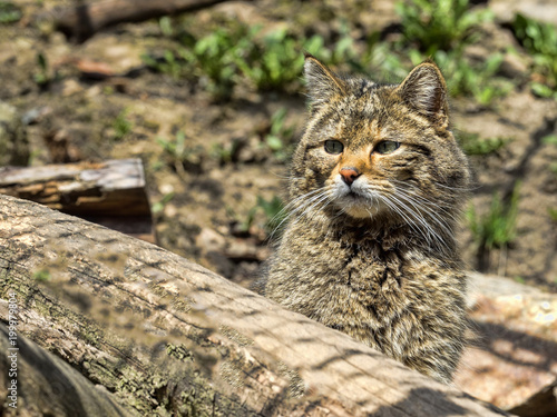 European wild cat, Felis s. silvestris, lives in the woods