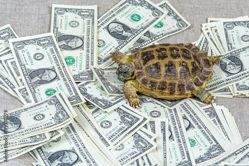 the turtle creeps on the money.