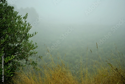 campo olivos  telara  a  ara  a