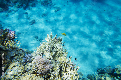Corals and fish in the background of the sandy bottom