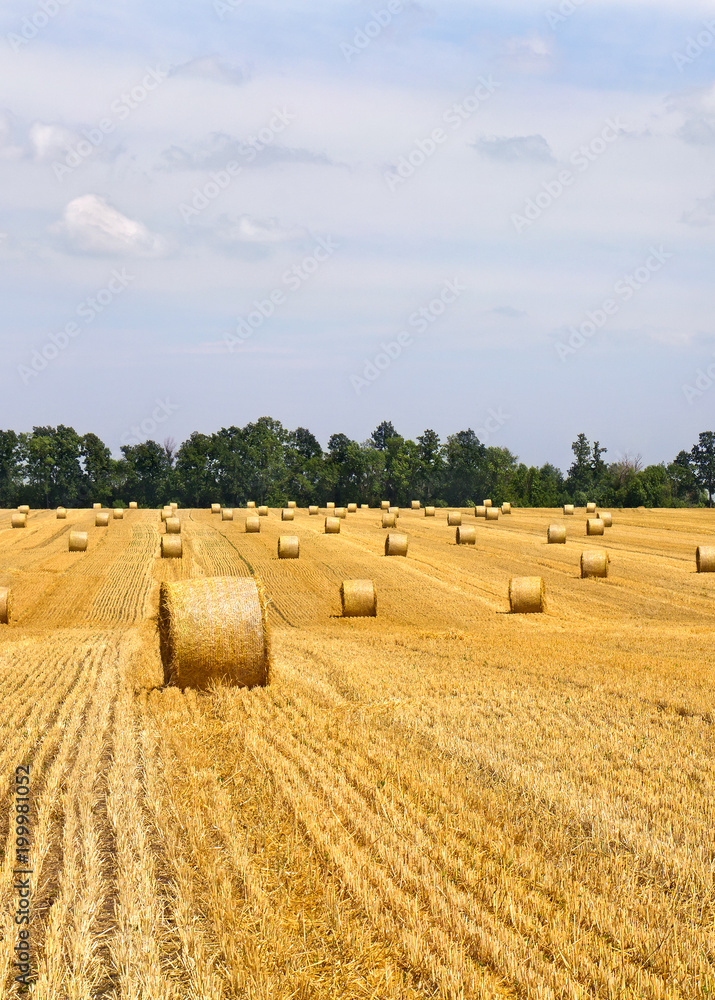 A field with straw bales after harvest on the green trees background and cloudy sky