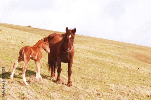 Llegua con cría, caballo de color marron y blanco