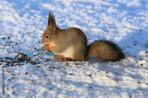 squirrel in winter park on white snow eating sunflower seeds