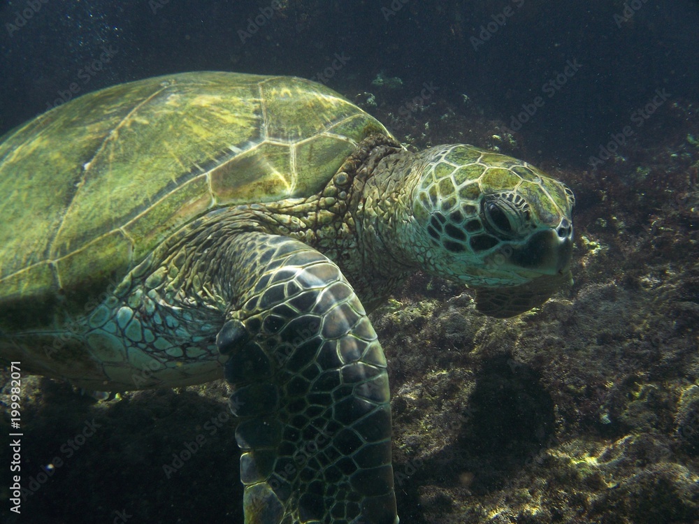 Obraz premium Sea Turtle