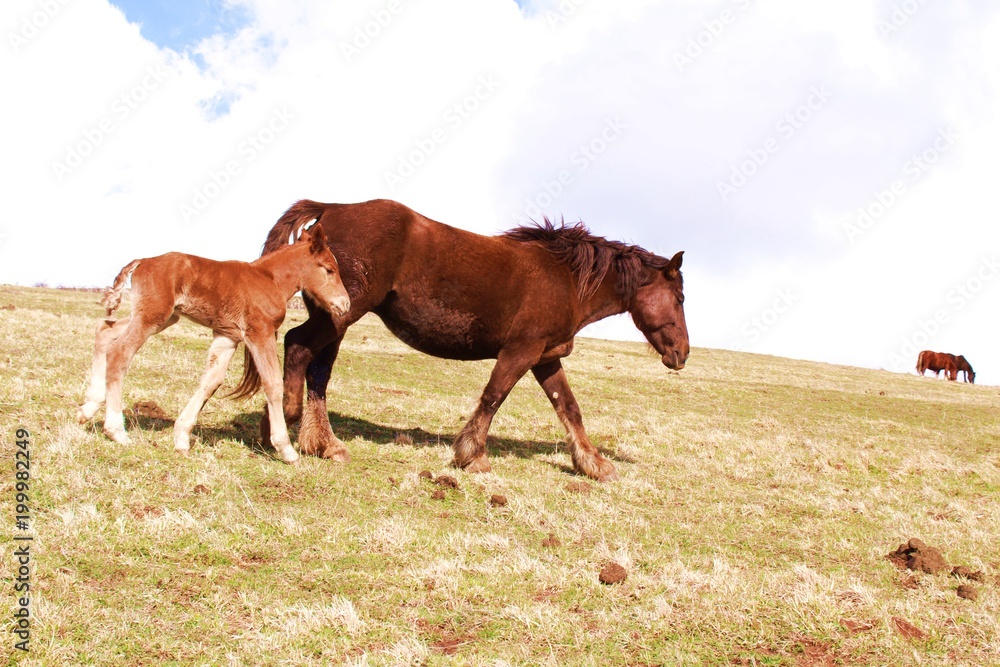 Llegua con cría, caballo de color marron y blanco Llegua con cría, caballo de color marron y blanco