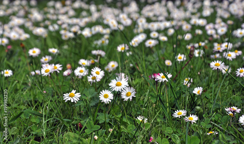 A meadow full of white blooming daisies.