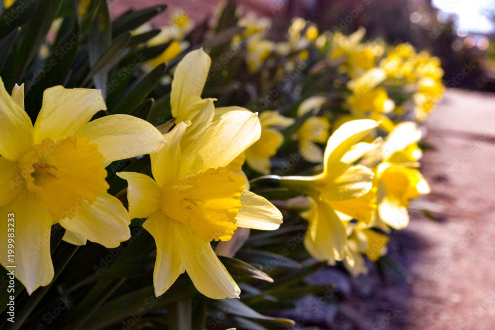 Yellow daffodils in the garden. Yellow daffodils in the garden.