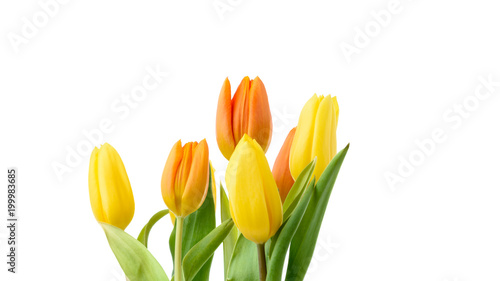 Gelbe und orange Tulpen isoliert vor wei  em Hintergrund