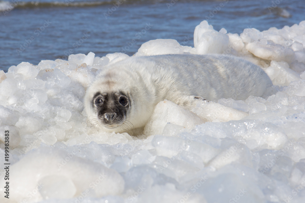Fototapeta premium cielę na lodzie na wybrzeżu Morza Bałtyckiego
