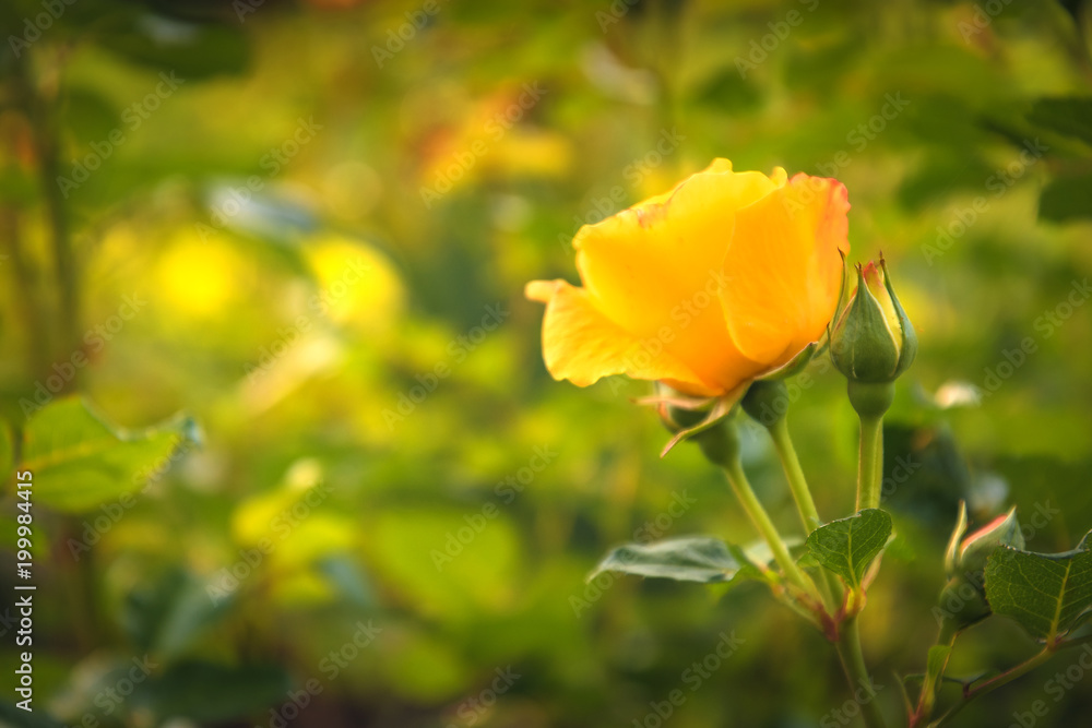 Naklejka premium Gelbe Rose im Licht