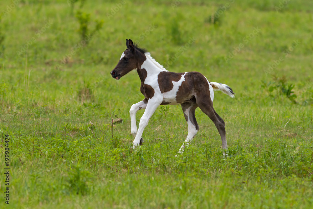 Nice foal on the meadow in springtime Nice foal on the meadow in springtime