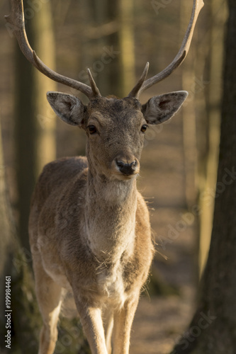 Portrait of a beautiful European deer standing in a forest in the Czech Republic.