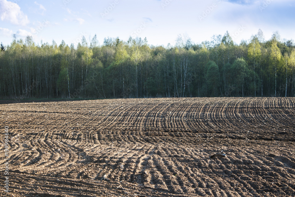 Obraz premium Plowed field. Agricultural land near the forest.