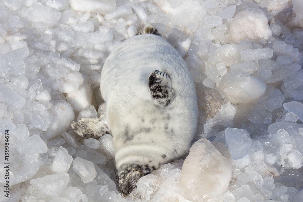 Obraz premium cielę na lodzie na wybrzeżu Morza Bałtyckiego