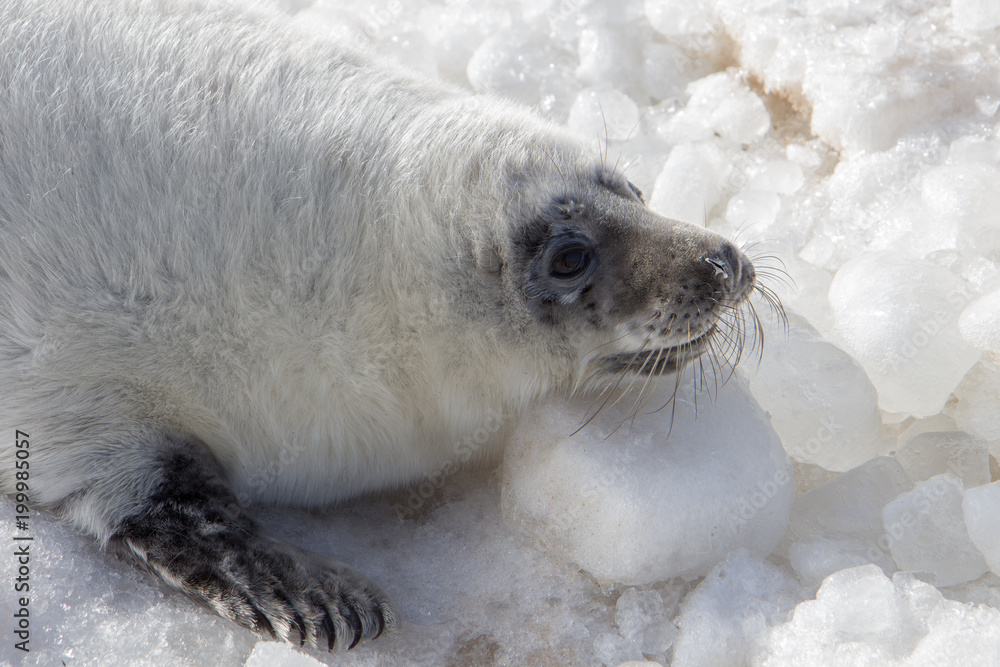 Fototapeta premium cielę na lodzie na wybrzeżu Morza Bałtyckiego