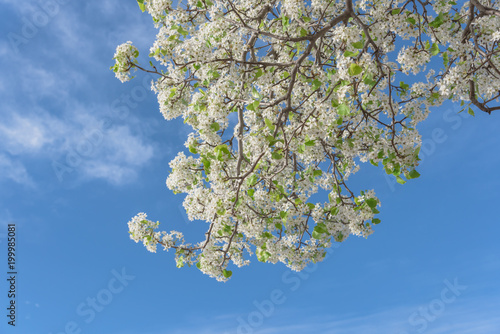 Beautiful white flowering Bradford Pear (Pyrus Callery Pear) trees blooming in Irving, Texas, USA. Sunny day with beautiful blue sky and white clouds. Lookup view of blossom branches. photo