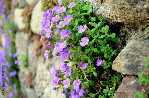 Blaue Blümchen wachsen aus Mauer