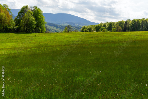 Fototapeta Naklejka Na Ścianę i Meble -  Trees with green meadow in landscape.