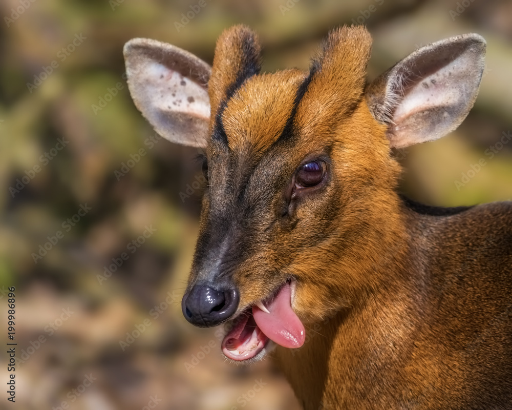 Obraz premium Männliches Muntjak mit herausgestreckter Zunge