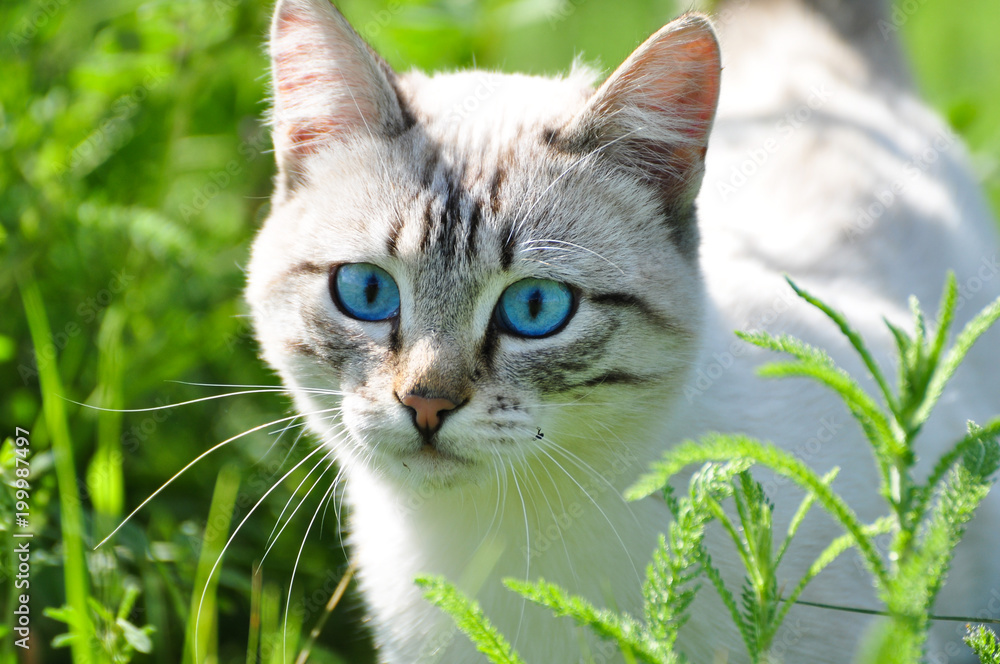 White cat with beautiful blue eyes in a green grass White cat with beautiful blue eyes in a green grass