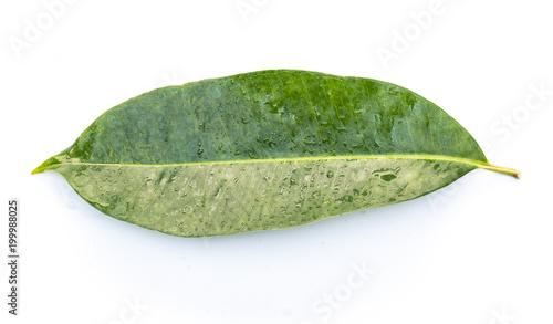 Syzygium albiflorum leaf on white background. photo