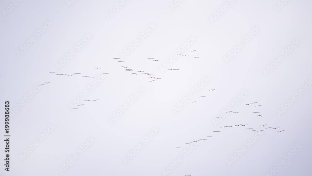 Colonies of great white pelican birds flying high in the sky in formation. Pelecanus onocrotalus Colonies of great white pelican birds flying high in the sky in formation. Pelecanus onocrotalus