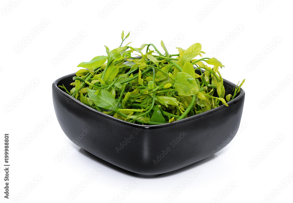 fresh melientha suavis pierre vegetable in the black bowl isolated on white background fresh melientha suavis pierre vegetable in the black bowl isolated on white background