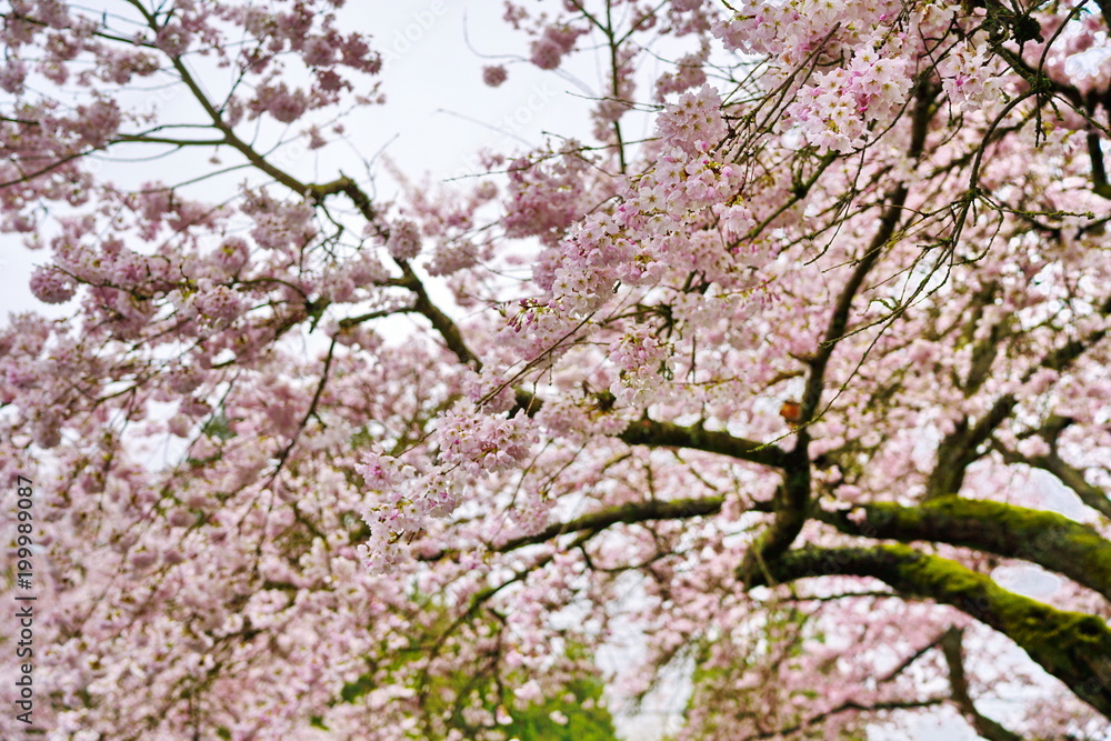 Beautiful cherry blossoms in UBC, Vancouver, BC, Canada Beautiful cherry blossoms in UBC, Vancouver, BC, Canada