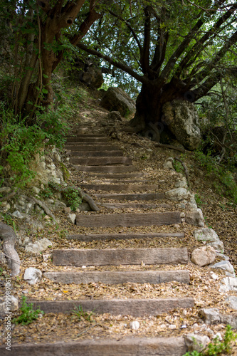 Steps into the mountain forest