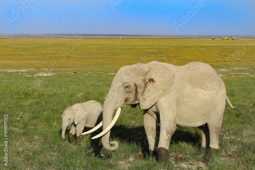 Mum and baby elephant in Kenya - Amboseli Park