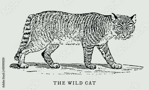 The wildcat or wild cat felis silvestris in profile view (after a vintage woodcut, engraving, illustration from the 18th century). Easy editable in llayerrs