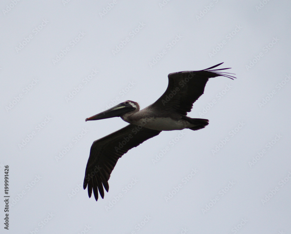 Obraz premium pelican in flight coast of Ecuador