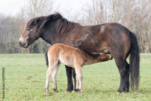 Exmoor Pony 