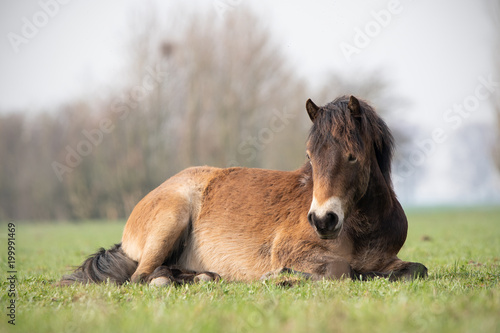Exmoor Pony lying down